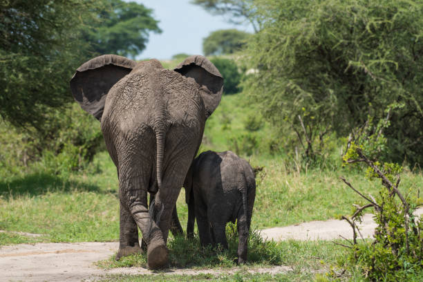 istock Big elephant walking with baby 973216744