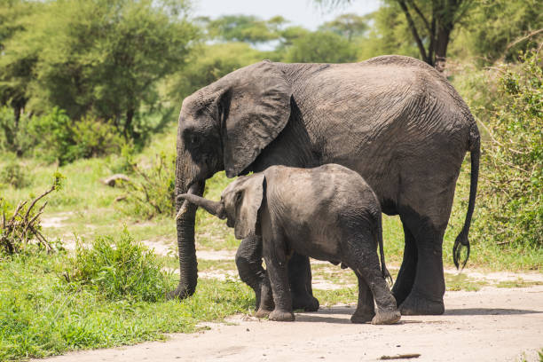 istock Baby elephant playing with big elephant 973219468