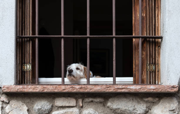 istock Dog looks out from barred window 973223634