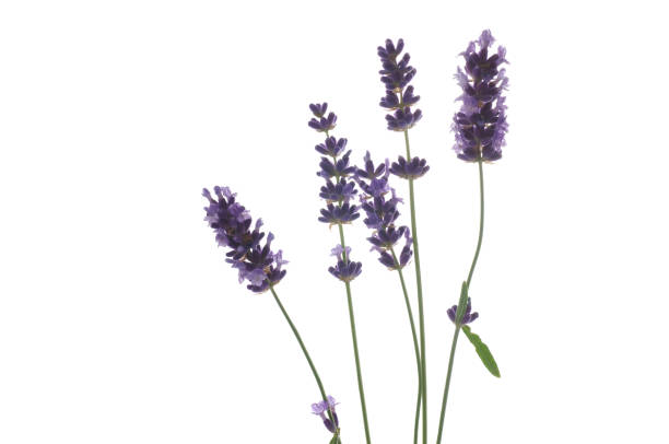 istock flowers of lavender on a white background 973226560