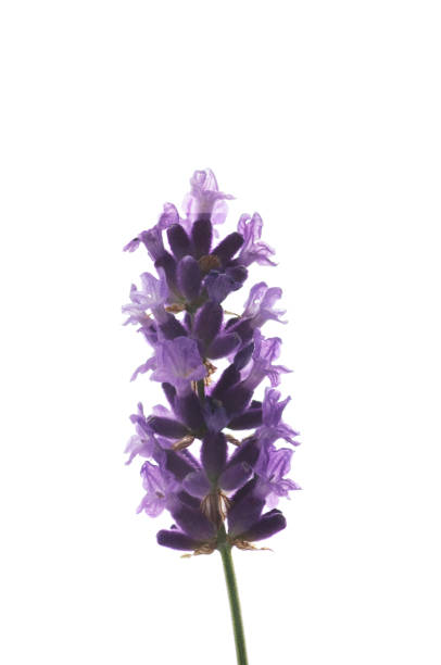 istock flowers of lavender on a white background 973226774