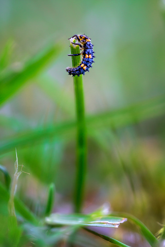 Ladybug larva on the top of a grass straw