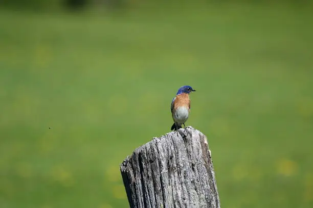 An Eastern Bluebird is perched on a post in a city park.  These birds are often seen in open grassy areas.