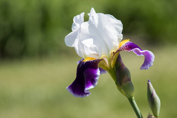 istock Purple and white Iris blooms on a beautiful spring day 973261242
