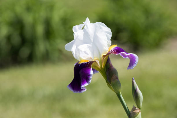 istock Purple and white Iris blooms on a beautiful spring day 973261282