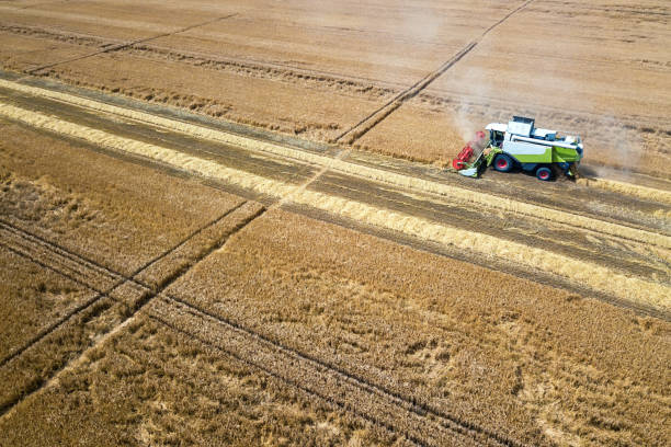 istock Combine harvester working on a wheat field. Combine harvester Aerial view. 973261672
