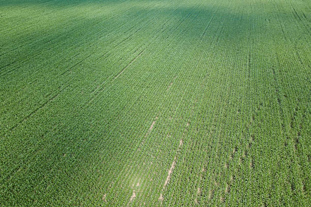 istock Aerial view of a green corn field. Corn Aerial. 973262088