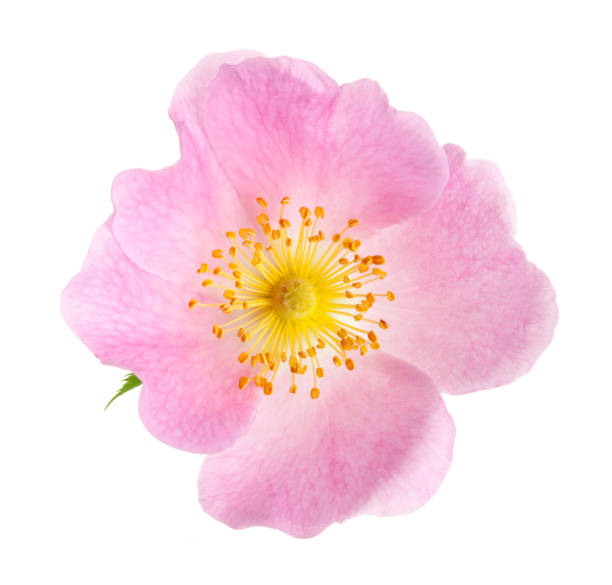 istock Dog rose (Rosa canina) flowers isolated on white background 973263632