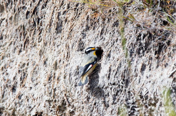 aves of the sand dunes of the south east of queensland - straited foto e immagini stock