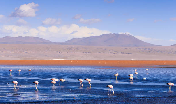 istock Flamingo in Laguna Coloralda Bolivia 973266268