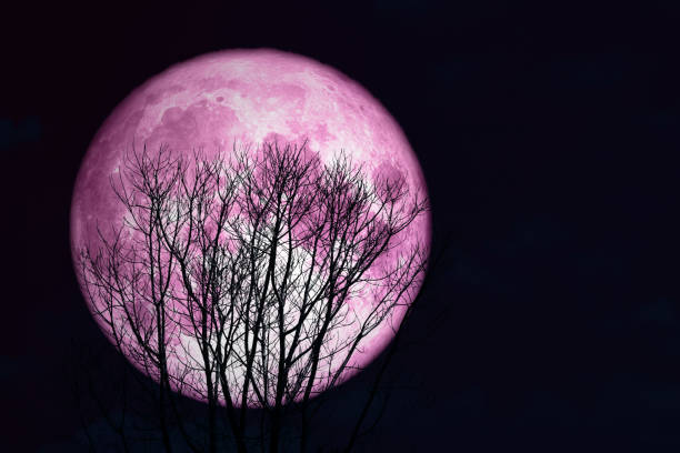 istock pink moon back on silhouette tree in dark on sky 973267326