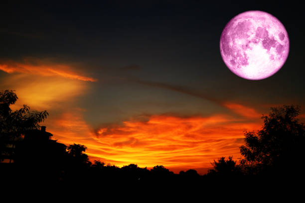 istock pink moon back over on silhouette tree in sunset sky 973267344