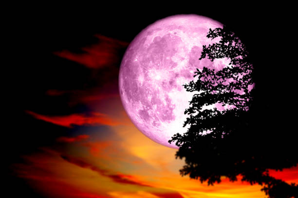 istock full pink moon back silhouette tree in dark red sky 973267364