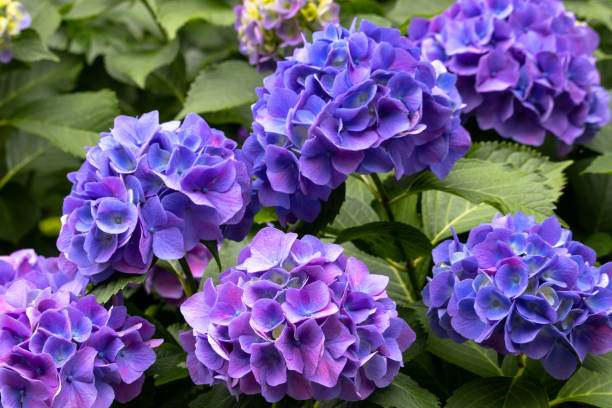 istock Hydrangea in Kita Ward, Tokyo, Japan 973270434