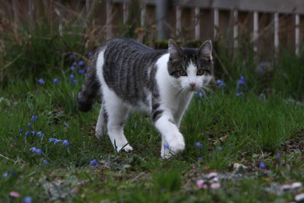 istock Young gray white european shorthair cat 973271334