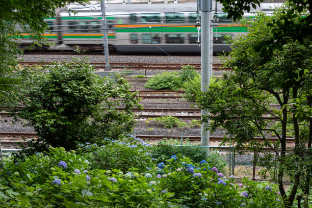 istock Hydrangea in Kita Ward, Tokyo, Japan 973274654