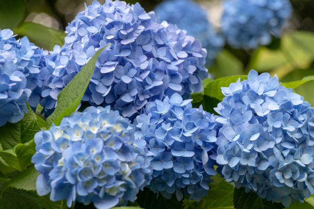 istock Hydrangea in Kita Ward, Tokyo, Japan 973275208