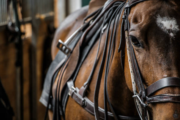 Close Up Horse Dramatic Look