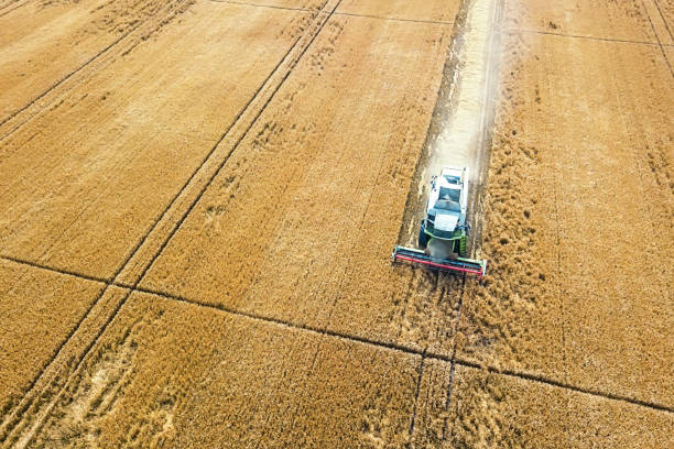 istock Combine harvester working on a wheat field. Combine harvester Aerial view. 973279564