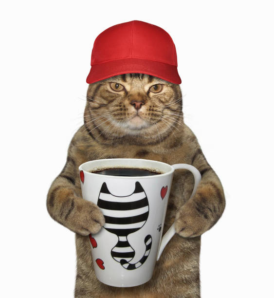 istock Cat in a cap holds a cup with coffee 973293942