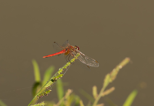 Red-veined Dropwing Dragonfly