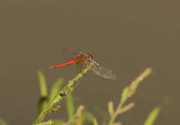 Photo of Red-veined Dropwing Dragonfly