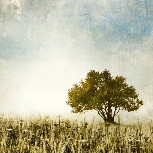 istock Olive tree in meadow of wild grasses with blue sky and clouds. Texture effect. 973294030
