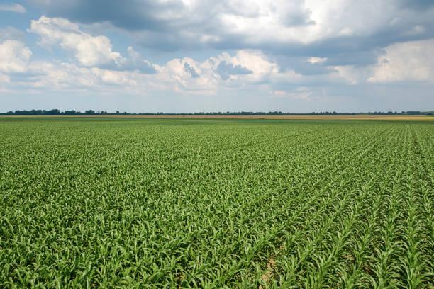 istock Aerial view of a green corn field. Corn Aerial. 973294222