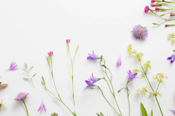 istock summer flowers on white paper background 973297054