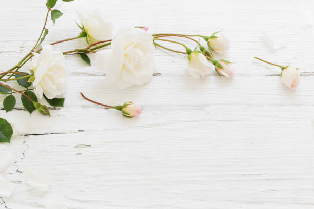 istock roses on white wooden background 973297158
