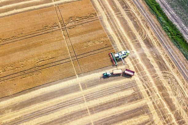 istock Combine harvester working on a wheat field. Combine harvester Aerial view. 973298122