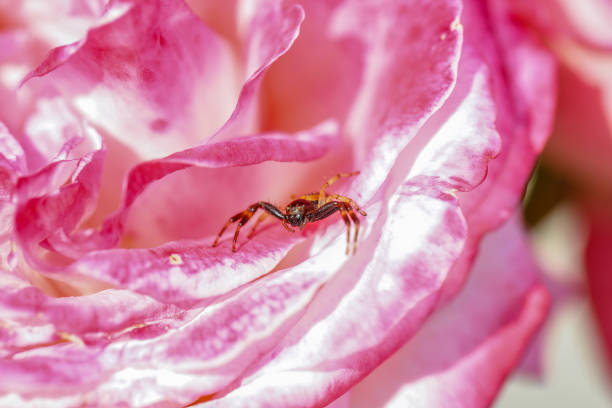 Free Stock Photo of Jumping spider on a rose petal | Download Free ...