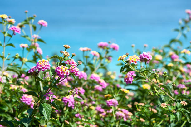 Background sea and flowers.