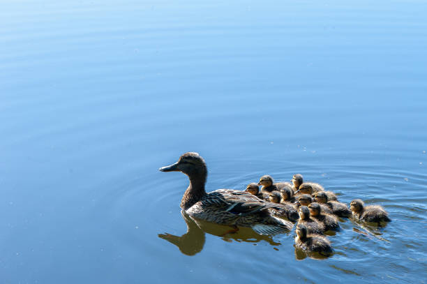 istock Duck with small ducklings in the pond on a sunny summer day 973305188