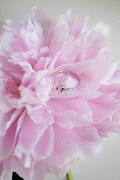 istock Peonies. Pink peonies. Bouquet. Spring. Engagement ring. Wedding. 973305454