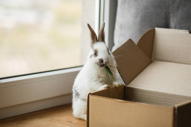 decorative white and black rabbit on wooden window sill decorative fluffy white and black rabbit on wooden window sill rodent bedding stock pictures, royalty-free photos & images