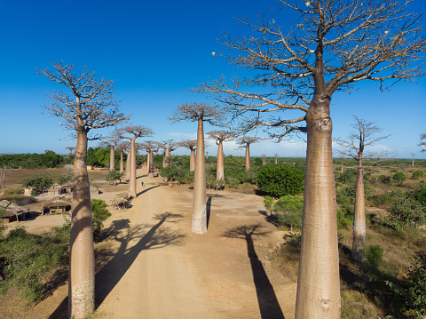 Baobab Madagascar