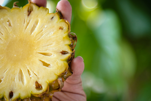 Hand holding fresh pineapple slice