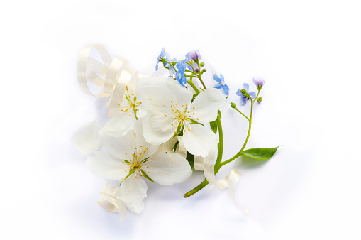 white flowers of apple tree and forget me nots on white background