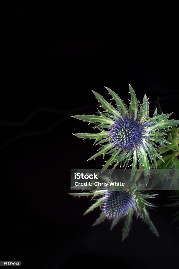 Karşı bir aynaya yansıyan bir tek thistle - Royalty-free Aydınlatılmış Stok görsel Karşı bir aynaya yansıyan bir tek thistle - Royalty-free Aydınlatılmış Stok görsel