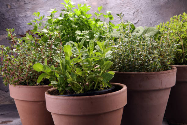 istock Homegrown and aromatic herbs in old clay pots 973317724