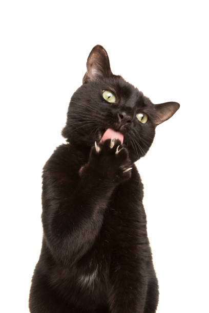 A black cat licking his paw isolated on a white background.