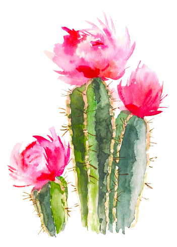 Watercolor hand painted cactus plant isolated on white back