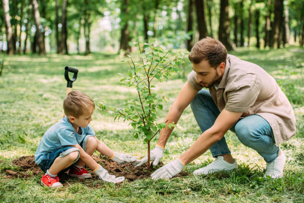 side view of father and son planting tree at park side view of father and son planting tree at park planting stock pictures, royalty-free photos & images