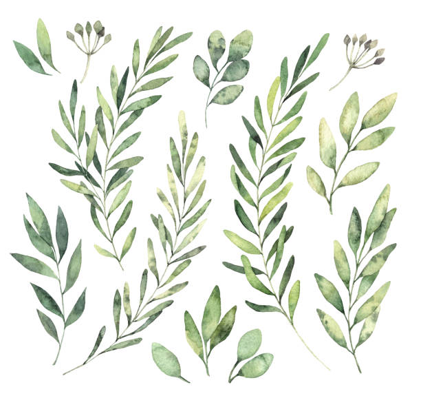 Hand drawn watercolor illustrations. Botanical clipart. Set of Green leaves, herbs and branches. Floral Design elements. Perfect for wedding invitations, greeting cards, blogs, posters and more Hand drawn watercolor illustrations. Botanical clipart. Set of Green leaves, herbs and branches. Floral Design elements. Perfect for wedding invitations, greeting cards, blogs, posters and more laurel wreath illustrations stock illustrations