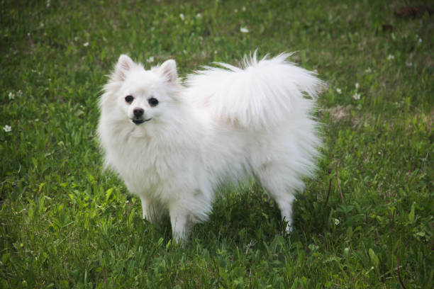 istock Miniature American Eskimo Cross Pomeranian 973328780