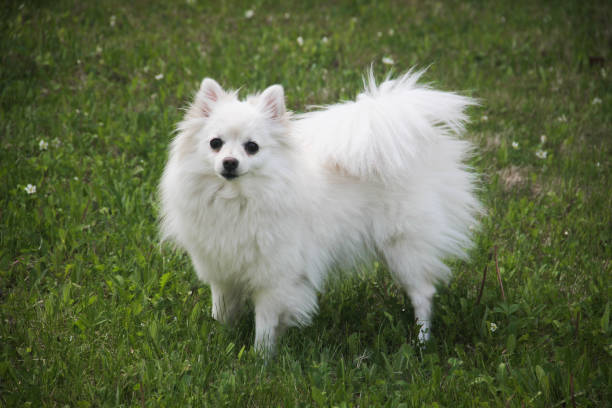 istock Miniature American Eskimo Cross Pomeranian 973328826