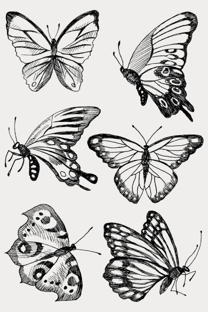 ilustrações, clipart, desenhos animados e ícones de coleção de borboletas de silhueta negra mão desenhada. ilustração vetorial no estilo vintage. - fly line art insect drawing