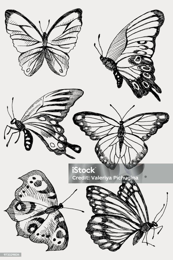 Collection of Hand Drawn black silhouette butterflies. Vector illustration in vintage style. Butterfly collection, illustration, drawing, engraving ink line art vector Butterfly - Insect stock vector