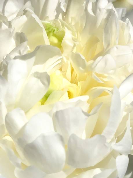 istock Peony flower Rijeka Croatia 973332846